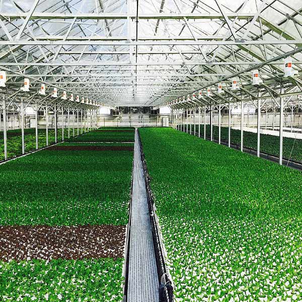 گلخانه ، Greenhouse