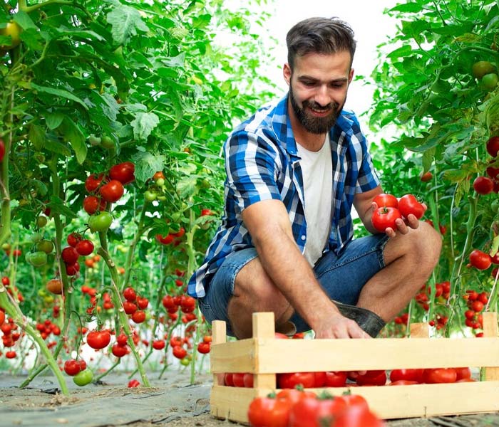 درباره ما تولید محصولات گلخانه ای